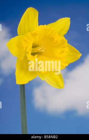 Gelbe Narzisse Blume Stockfoto