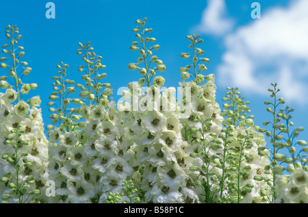 Delphinium elatum 'Feiern' gegen den blauen Himmel und Wolken (Common Name: Rittersporn) Stockfoto