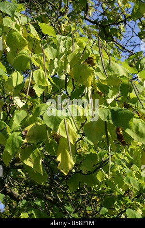 Indische Bean Tree, Catalpa Bignonioides, Catalpa. Süd Ost USA Amerika Stockfoto