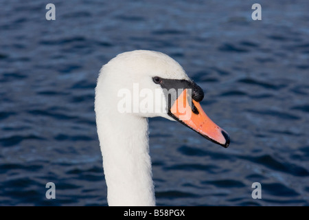 Höckerschwan Kopf hautnah Stockfoto