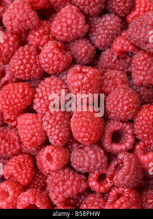 Close up of fresh raspberries Stockfoto