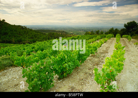 Weinberge in der Nähe von Gigondas, Vaucluse, Provence, Frankreich, Europa Stockfoto