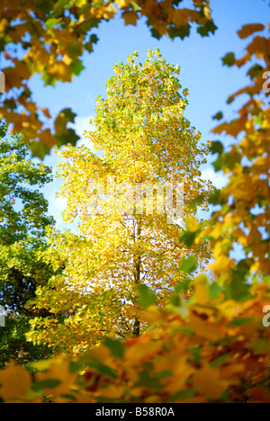 Herbstlaub, The Valley Gardens, Windsor Great Park, Virginia Water, Surrey, England, Vereinigtes Königreich Stockfoto
