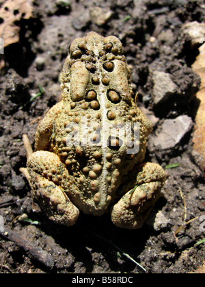 Der Rückseite des einen gemeinsamen Garten Kröte Bufo bufo Stockfoto