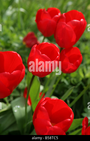 Rote Tulpen hautnah Stockfoto