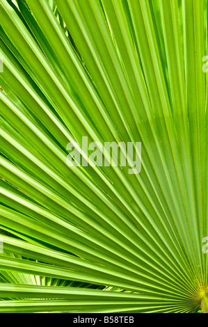 Tropische Pflanze Abstraktion Stockfoto