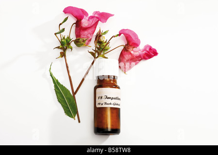 Flasche mit Bach Flower Stock Remedy, Impatiens Stockfoto