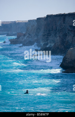 Southern Right Whale Bunda Klippen Nullarbor Plain South Australia Stockfoto