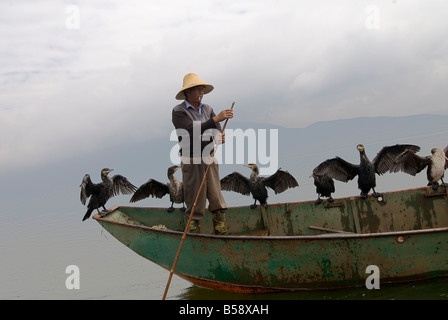 Kormoran Fischer mit seiner Vögel, Erhai See, Dali, Yunnan, China Stockfoto