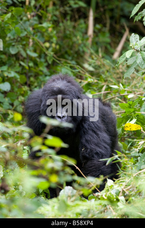 Berggorillas (Gorilla Gorilla Beringei), Ruanda (Kongo Grenze), Afrika Stockfoto