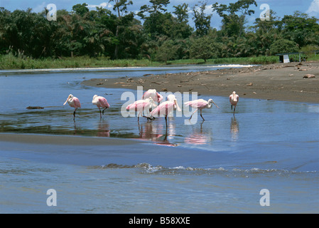 Herde von rosige Löffler (Ajaia Ajaja) im flachen Wasser, Pacuare Fluss, Provinz Limon, Costa Rica, Mittelamerika Stockfoto