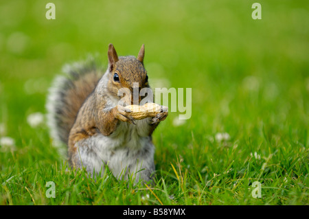 Graue Eichhörnchen Essen eine Erdnuss Stockfoto