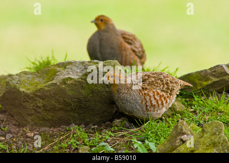 GREY PARTRIDGE-Perdix perdix Stockfoto