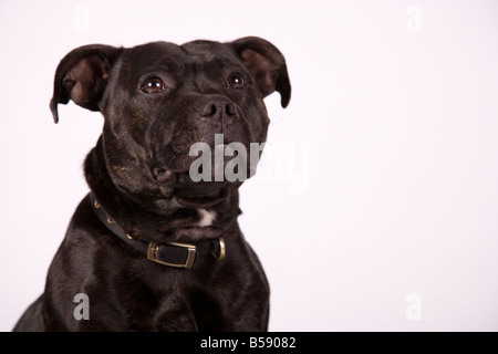 Close-up Staffordshire Bull Terrier Buster Kopf geschossen Stockfoto