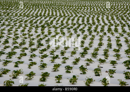 Erdbeere Landwirtschaft in Ventura, Kalifornien Stockfoto