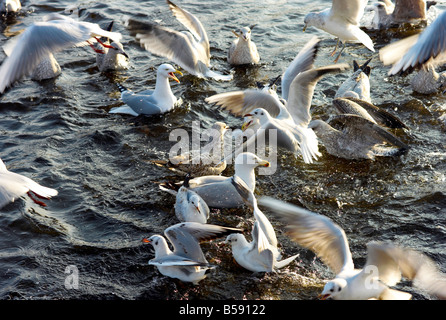 Möwen kämpfen um Essen auf den Fluss Liffey Dublin Irland. Stockfoto