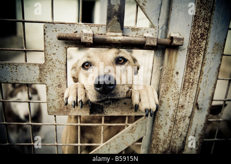 Hund im Tierheim. Stockfoto