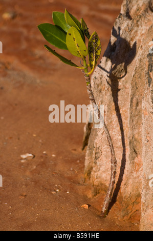 Junge Mangrovenbäume siedeln sich an einer schlammigen Mündung in der Nähe von Broome in Australien an Stockfoto