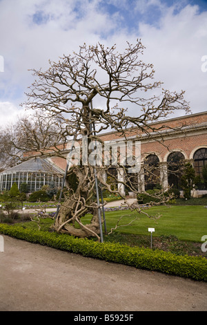 Pfad auf dem Gelände des Löwen Palmengarten Kruidtuin, begrenzt durch freistehende Wisteria Baum. Leuven, Belgien (42) Stockfoto