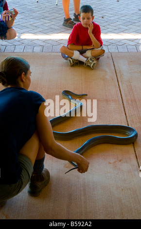 Ein Wildlife-Ranger auf der Malcolm Douglas Wildlife Park in der Nähe von Broome zeigt eine Oliven Python für Kinder Stockfoto