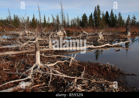 Trockenen Wurzeln und Stämmen am Mount Yamnuska, Alberta Stockfoto