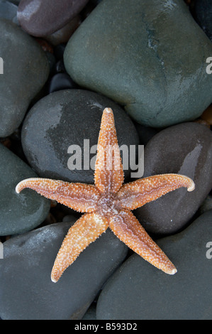 Gemeinsamen Seesterne Asterias Rubens auf nassen Steinen auf einem See-Ufer in Wexford an der Küste von Süd-Ost-Irland Stockfoto