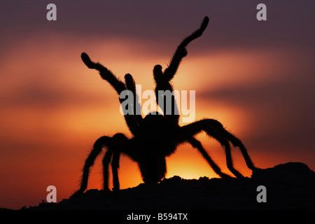 Texas braun Vogelspinne Aphonopelma Hentzi Erwachsenen bei Sonnenuntergang in Verteidigung Haltung Sinton Fronleichnam Coastal Bend, Texas USA Stockfoto