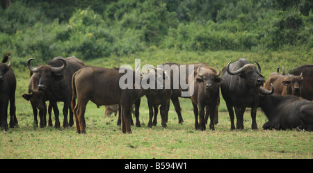 Eine Gruppe von Buffalo in Kenia Afrika Stockfoto