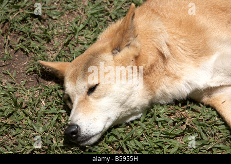 Dingo Hund liegen und schlafen auf dem Rasen im Australia Zoo Tierwelt und Wildpark Sunshine Coast Queensland QLD Australien Stockfoto