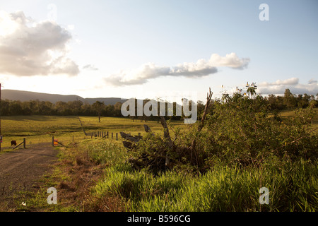 Schöne malerische Kulturlandschaft mit grünen Wiesen und Bäumen in der Sonne am Abend in der Nähe Woodford Queensland QLD Australien Stockfoto