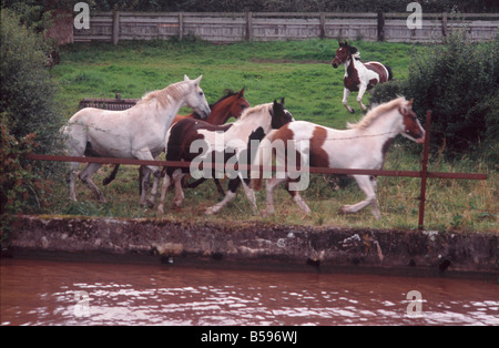 Pferde spielen und jagen einander in einer Koppel neben dem Shropshire Union Canal, in der Nähe von Nantwich, Cheshire, England Stockfoto