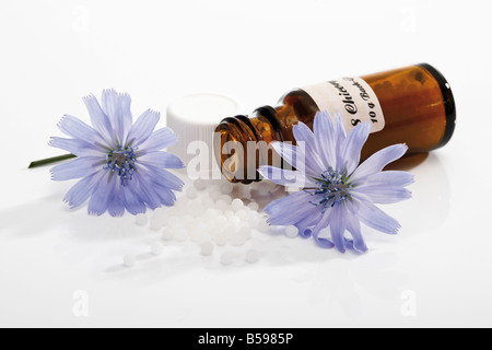 Flasche mit Bach Flower Stock Remedy, Chicorée (Cichorium Intybus) Stockfoto