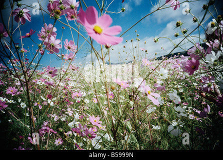 Südafrika, Kwa Zulu Natal, Drakensberge, Cosmos Blumen Stockfoto