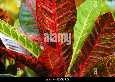 Rote und grüne Flügel schließen sich in Costa Rica Stockfoto