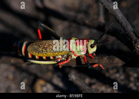 Gemeinsamen Seidenpflanze Locust (Phymateus Morbilosus) - Südafrika Stockfoto