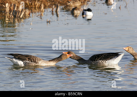 Graugans, Lag Graugans (Anser Anser), paar anzeigen Stockfoto
