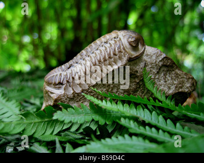 Ein sehr gut erhaltener Trilobit Fossil unter den Farnen mit Resten von der Schale noch sichtbar unter seinen Augen. Stockfoto