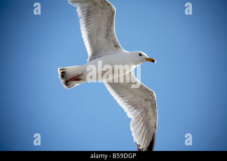 Möwe Vogel im Flug fliegen in Abend Sonnenlicht gegen blauen Himmel über dem Meer in der Nähe von Isle Of Wight, England UK Stockfoto