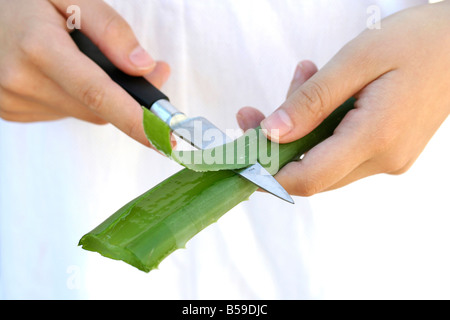 Aloe vera Stockfoto