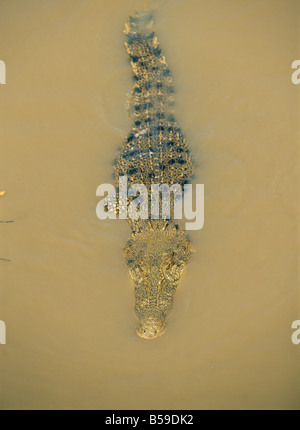 Leistenkrokodil im Adelaide River, Northern Territory, Australien, Pazifik Stockfoto
