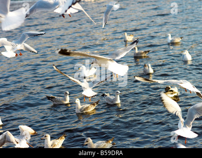 Möwen kämpfen um Essen auf den Fluss Liffey Dublin Irland. Stockfoto