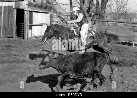 Bauer Bill Frith Appledore, Kent, in Cowboy Kleid und Sporen, mit seinem American Quarter Horse Hengst Jack Bouncer zeigt ihr Tempo bei "schneiden eine Steuern" in den Ring, die speziell auf seiner Farm gebaut. ; Februar 1975; 75-01160-009 Stockfoto