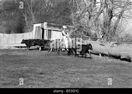 Bauer Bill Frith Appledore, Kent, in Cowboy Kleid und Sporen, mit seinem American Quarter Horse Hengst Jack Bouncer zeigt ihr Tempo bei "schneiden eine Steuern" in den Ring, die speziell auf seiner Farm gebaut. ; Februar 1975; 75-01160-010 Stockfoto