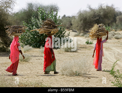 Frauen tragen Tracht kennzeichneten Brennholz durch Gestrüpp Wüste Stockfoto