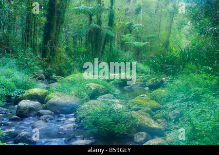 Brindle Creek, Border Ranges National Park, UNESCO-Weltkulturerbe, New-South.Wales, Australien, Pazifik Stockfoto