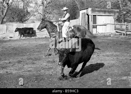 Bauer Bill Frith Appledore, Kent, in Cowboy Kleid und Sporen, mit seinem American Quarter Horse Hengst Jack Bouncer zeigt ihr Tempo bei "schneiden eine Steuern" in den Ring, die speziell auf seiner Farm gebaut. ; Februar 1975; 75-01160-003 Stockfoto