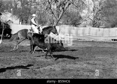 Bauer Bill Frith Appledore, Kent, in Cowboy Kleid und Sporen, mit seinem American Quarter Horse Hengst Jack Bouncer zeigt ihr Tempo bei "schneiden eine Steuern" in den Ring, die speziell auf seiner Farm gebaut. ; Februar 1975; 75-01160-011 Stockfoto