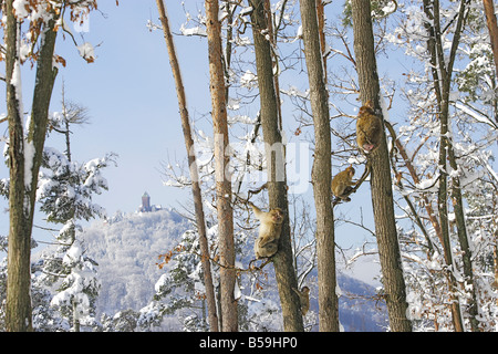 Berberaffe, Barbary Affe (Macaca Sylvanus). Drei Personen sitzen auf verschneiten Bäumen Stockfoto