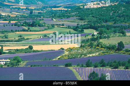 LAVENDELFELDER 'SAULT' TAL PROVENCE FRANKREICH Stockfoto