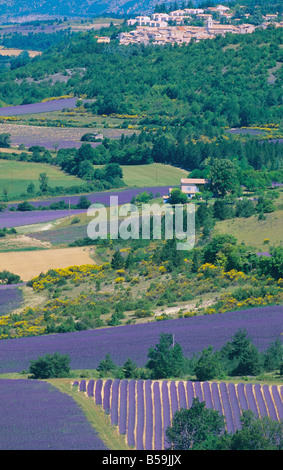 LAVENDELFELDER 'SAULT' TAL PROVENCE FRANKREICH Stockfoto